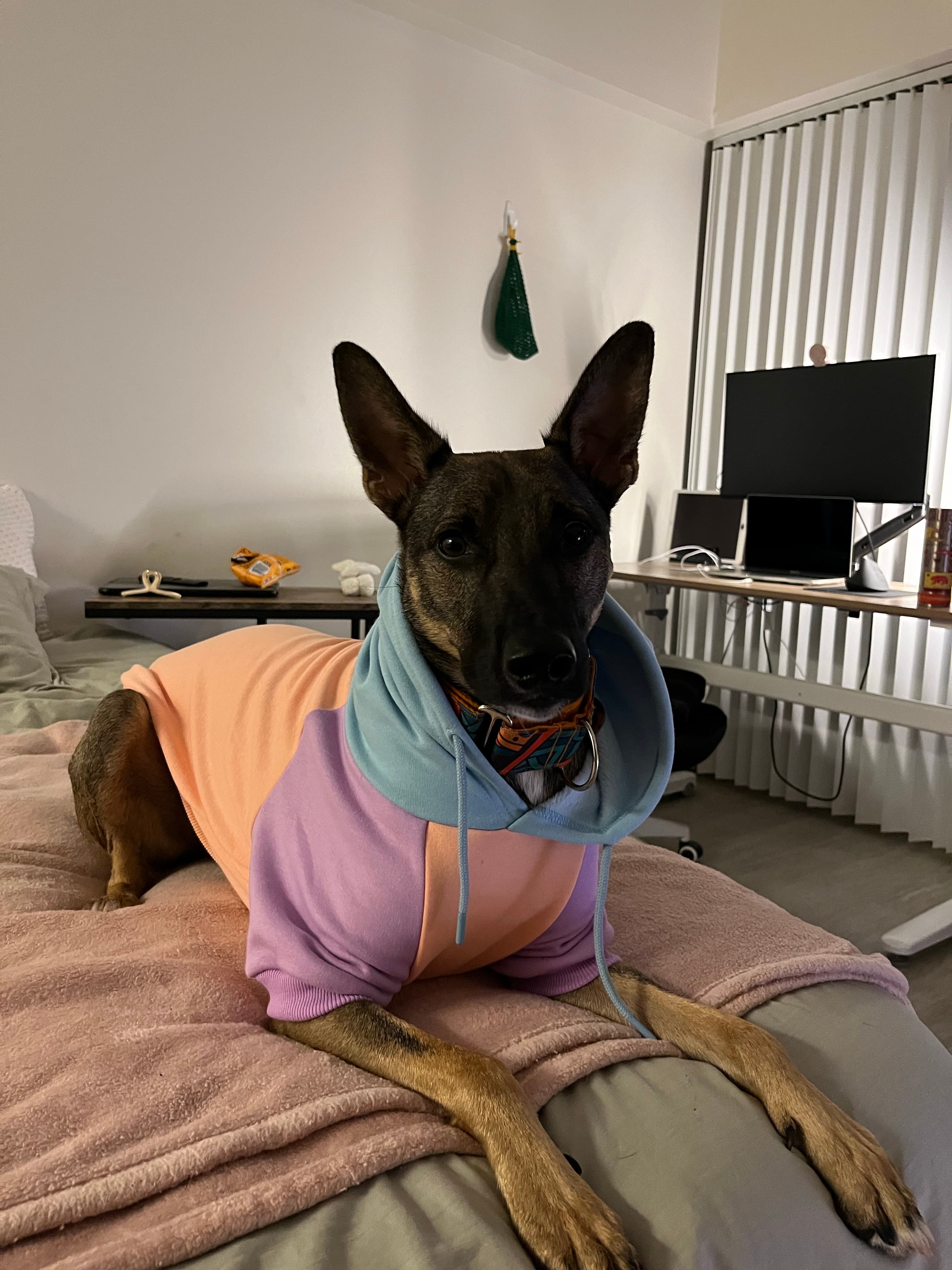 Luca the dog lying on a bed wearing a peach, purple, and light blue hoodie